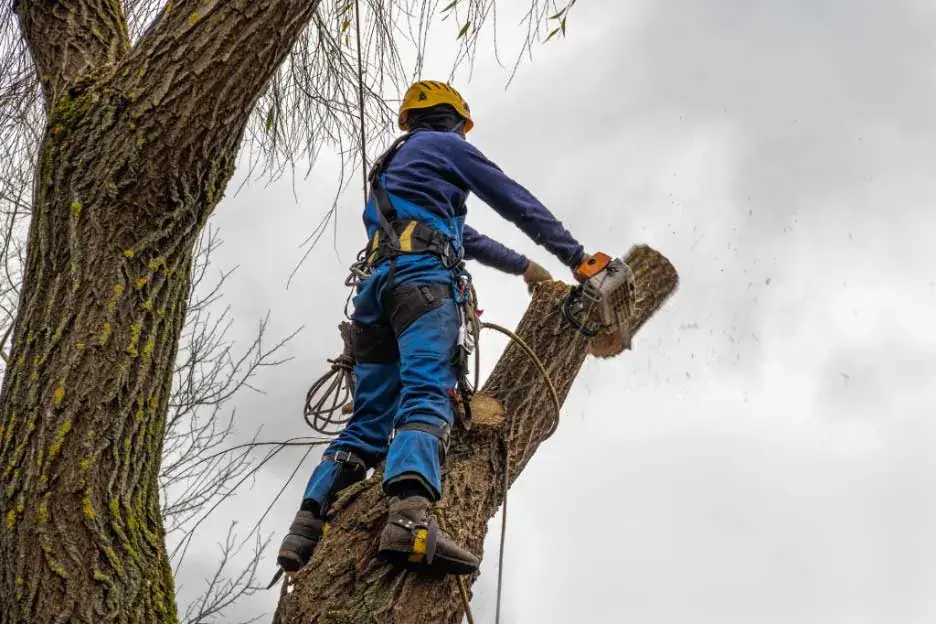 The New C49 Tree and Palm Contractors License in 2025